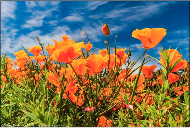 California-Poppies-Blue-Sky.jpg